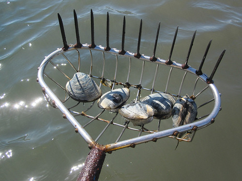 Rhode Island Clamming License Rhode Island Clamming License